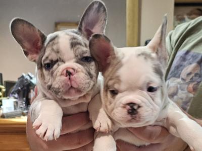 5 Stunning show Quality Frenchie pups in Dublin