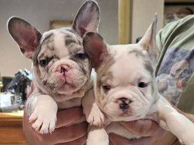 5 Stunning show Quality French Bulldog puppies in Dublin