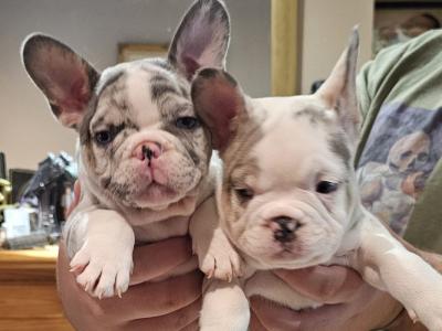 5 Stunning show Quality French Bulldog puppies in Dublin