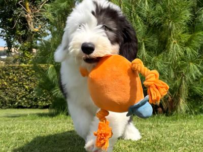 IKC Registered Old English Sheepdog puppies in Wexford