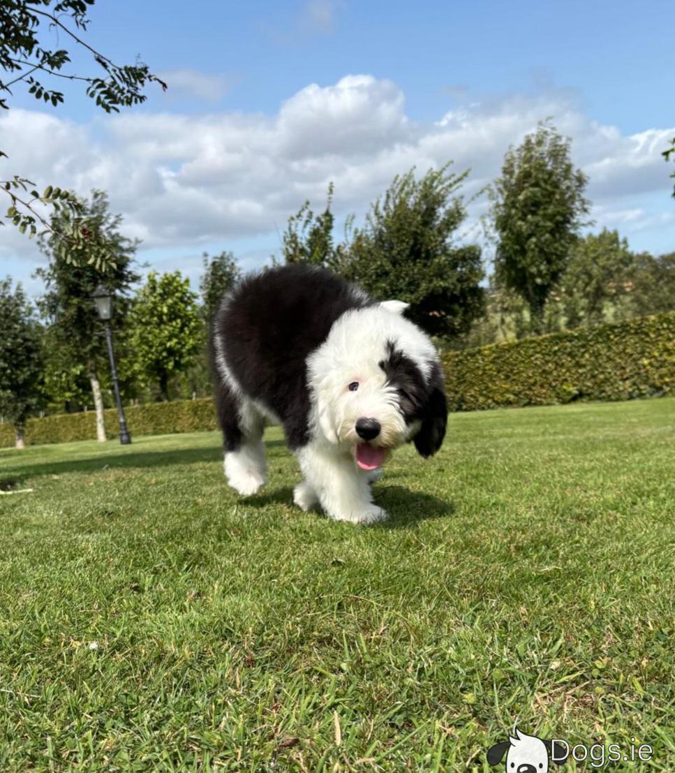 Old English Sheepdog Large Sheepdog Breeds Week Old English