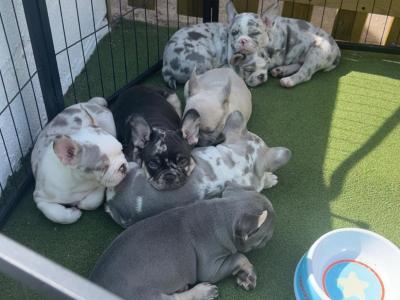 5 Stunning show Quality Frenchie pups in Dublin