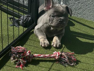 5 Stunning show Quality Frenchie pups in Dublin