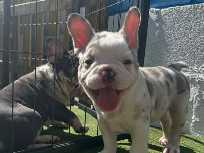 5 Stunning show Quality French Bulldog puppies in Dublin
