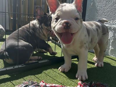 5 Stunning show Quality Frenchie pups in Dublin