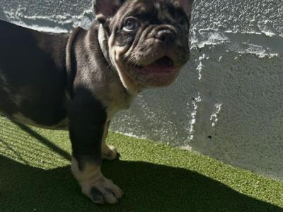 5 Stunning show Quality Frenchie pups in Dublin
