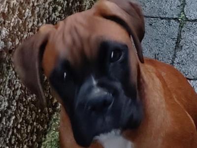 Beautiful female Boxer puppy in Cork
