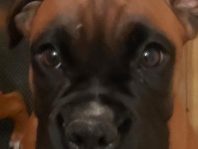Beautiful female Boxer puppy in Cork