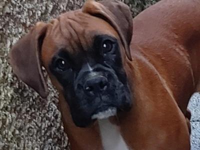 Beautiful female Boxer puppy in Cork