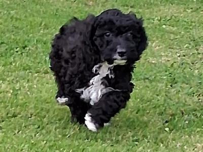 Beautiful Cockapoo puppies for sale in Limerick