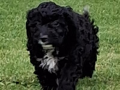 Beautiful Cockapoo puppies for sale in Limerick