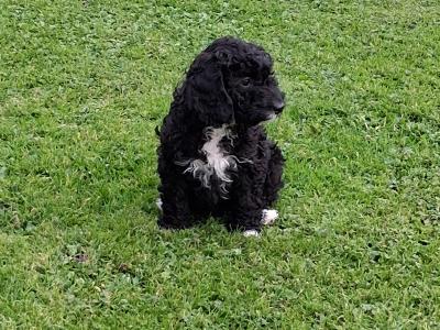 Beautiful Cockapoo puppies for sale in Limerick
