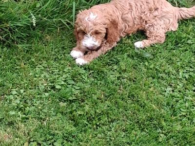 Beautiful Cockapoo puppies for sale in Limerick