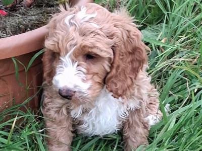 Beautiful Cockapoo puppies for sale in Limerick