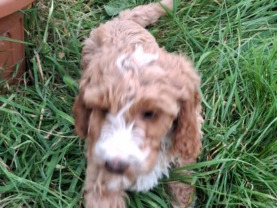 Beautiful Cockapoo puppies for sale in Limerick