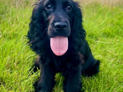 Champion English Cocker Spaniel puppies in Offaly