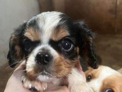 Cavalier King Charles Spaniel puppies in Leitrim