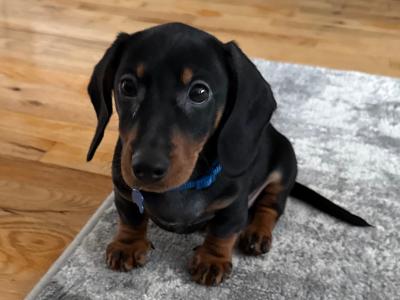 Dachshund puppy 3 months old in Dublin