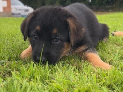 German Shepherd Cross puppies in Cavan
