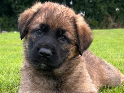 German Shepherd Cross puppies in Cavan