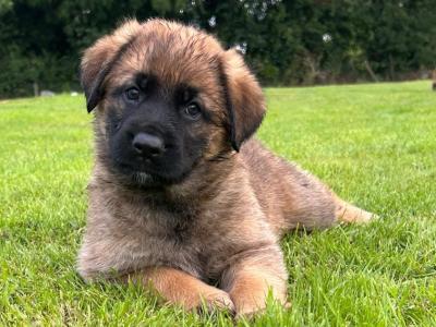 German Shepherd Cross puppies in Cavan