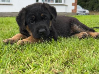German Shepherd Cross puppies in Cavan