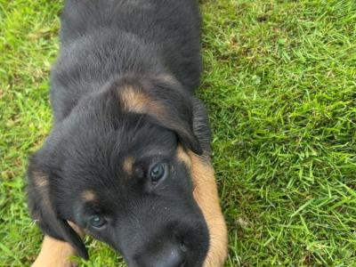 German Shepherd Cross puppies in Cavan