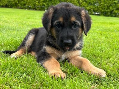 German Shepherd Cross puppies in Cavan