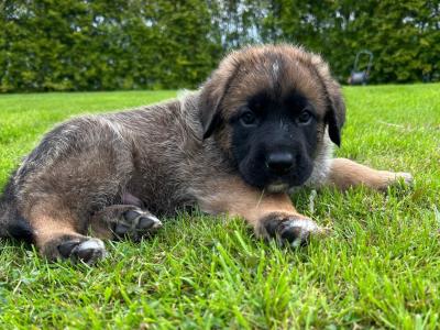 German Shepherd Cross puppies in Cavan