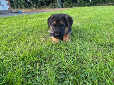 German Shepherd Cross puppies in Cavan
