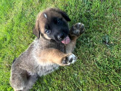 German Shepherd Cross puppies in Cavan