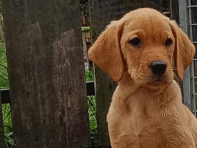 Outstanding Labrador puppies in Cavan !! Intelligent, loyal and eager to please !!**