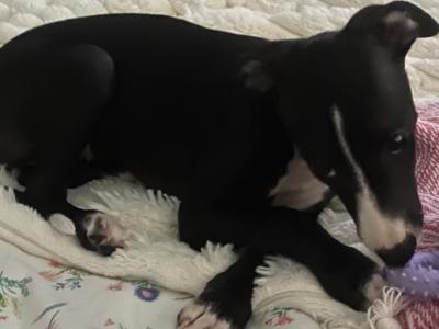 Female Whippet puppy in Galway