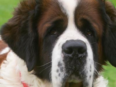 Rails Hunter - St Bernard stud