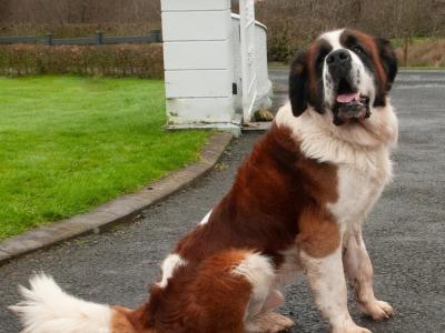 Rails Hunter - St Bernard stud