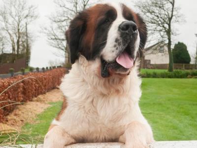 Rails Hunter - St Bernard stud