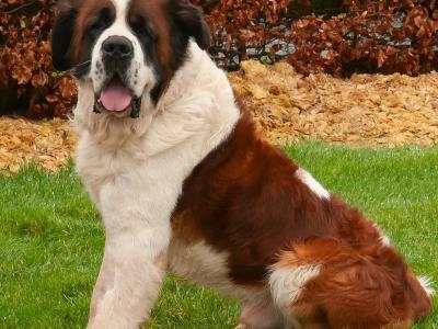 Rails Hunter - St Bernard stud