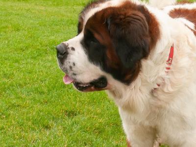 Rails Hunter - St Bernard stud