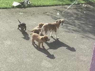 Vet checked Cavalier King Charles puppies in Wicklow