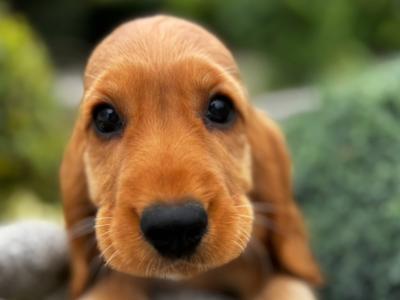 Champion English Cocker Spaniel puppies in Offaly