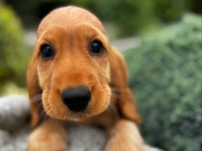 Champion English Cocker Spaniel puppies in Offaly