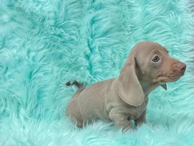 Miniature Smooth Coat Dachshund puppies in Armagh
