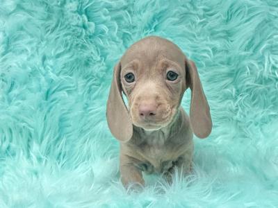Miniature Smooth Coat Dachshund puppies in Armagh