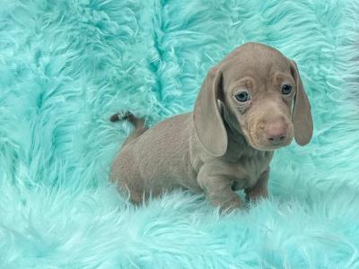 Miniature Smooth Coat Dachshund puppies in Armagh