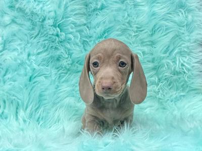 Miniature Smooth Coat Dachshund puppies in Armagh