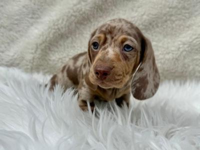 Miniature Smooth Coat Dachshund puppies in Armagh