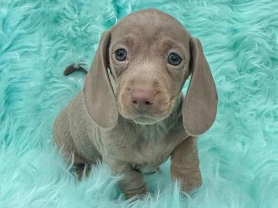 Miniature Smooth Coat Dachshund puppies in Armagh