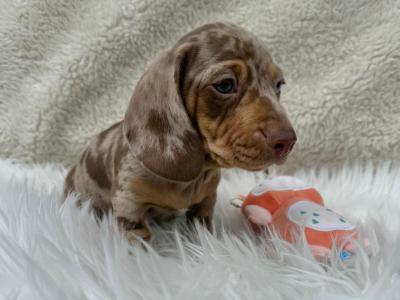 Miniature Smooth Coat Dachshund puppies in Armagh