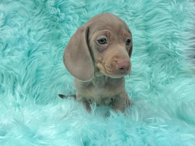 Miniature Smooth Coat Dachshund puppies in Armagh