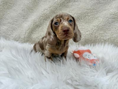 Miniature Smooth Coat Dachshund puppies in Armagh